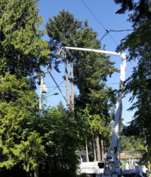 Tree service near power lines in Victoria BC