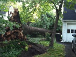 Emergency Tree Services Victoria BC