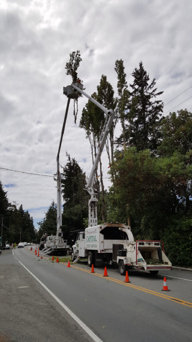 Roadside tree services Victoria BC