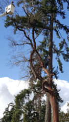 Tall tree services in Victoria